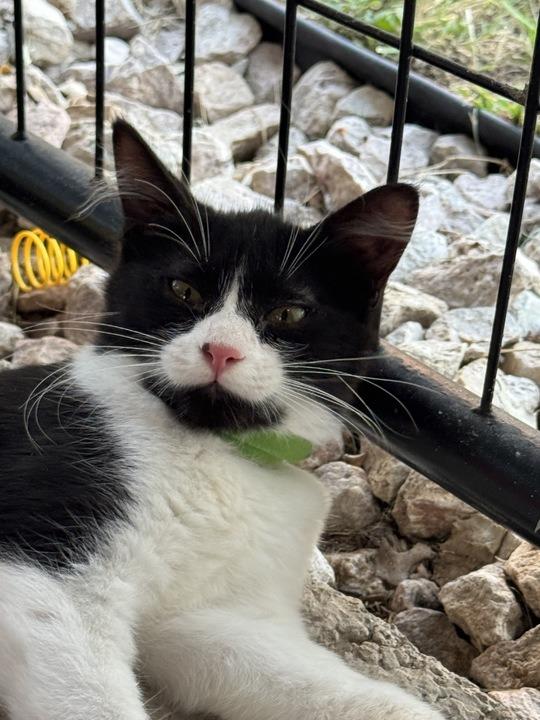 Miss "Q, Adoptable, Young Female Domestic Short Hair.