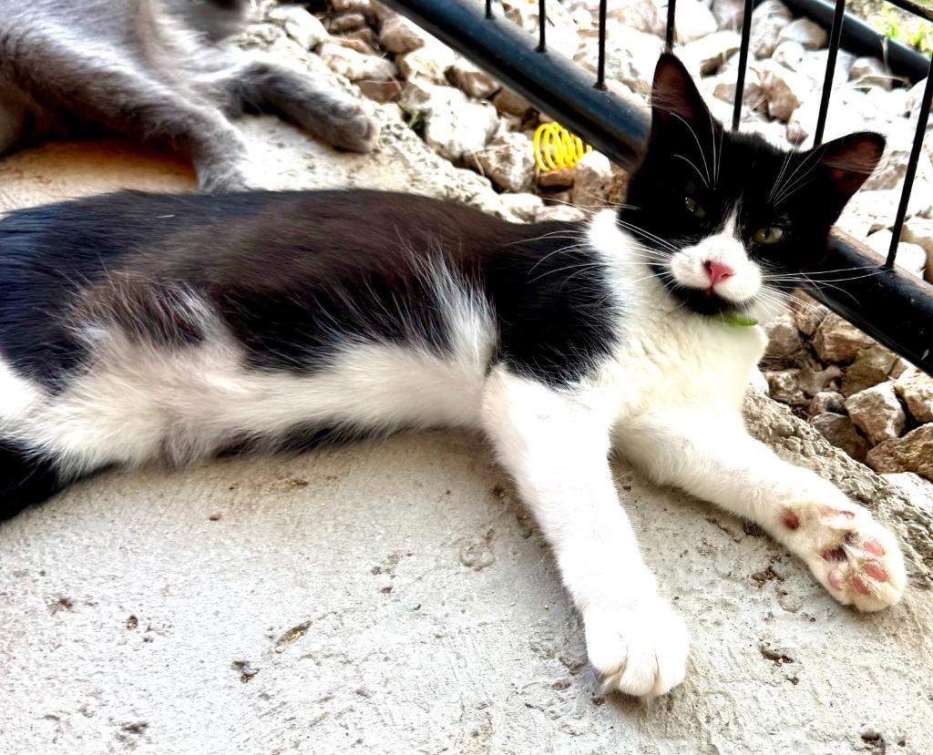 Enlarge Miss "Q, a Adoptable mixed breed in New Braunfels, TX image 2/6