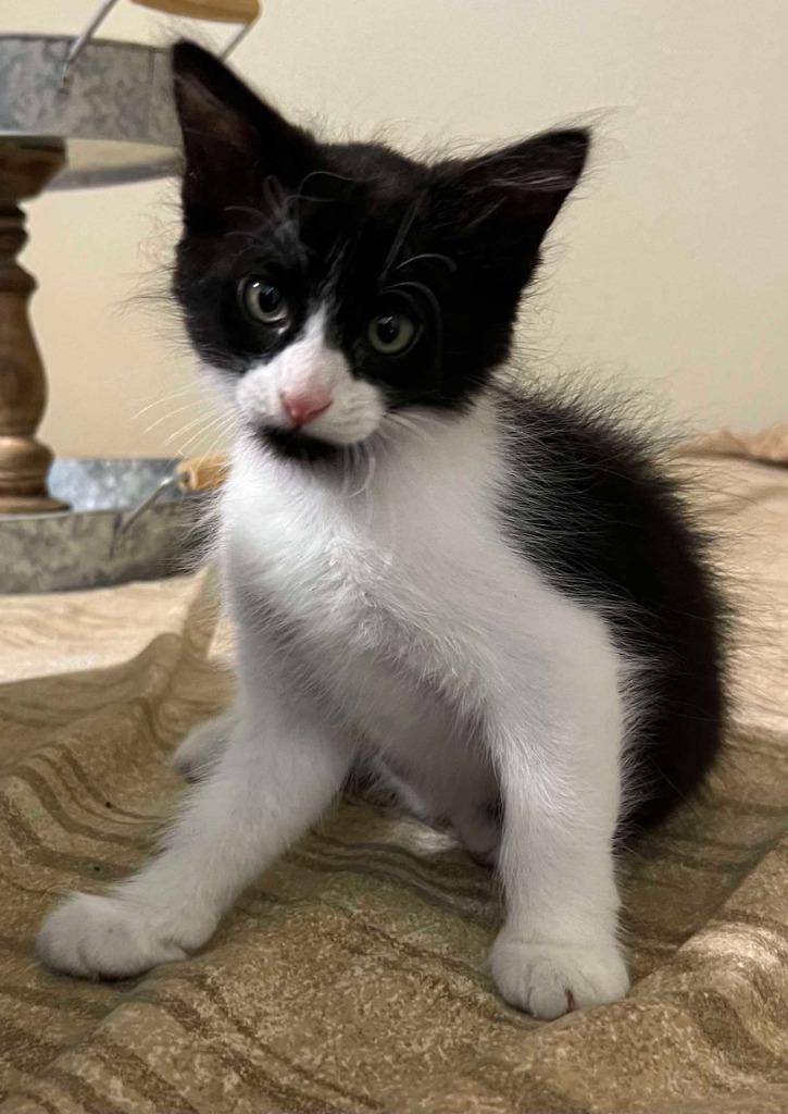 Enlarge Miss "Q, a Adoptable mixed breed in New Braunfels, TX image 3/6