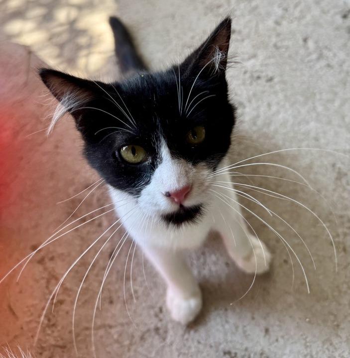 Enlarge Miss "Q, a Adoptable mixed breed in New Braunfels, TX image 4/6