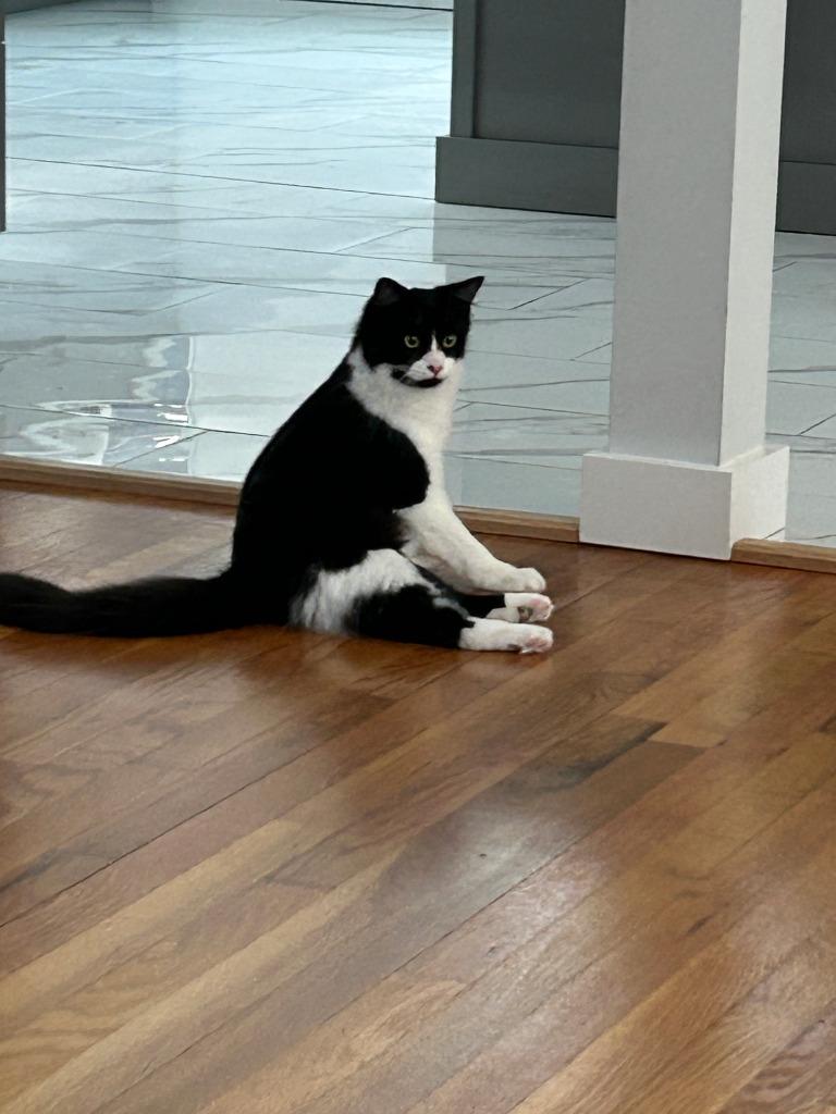 Enlarge Miss "Q, a Adoptable mixed breed in New Braunfels, TX image 5/6