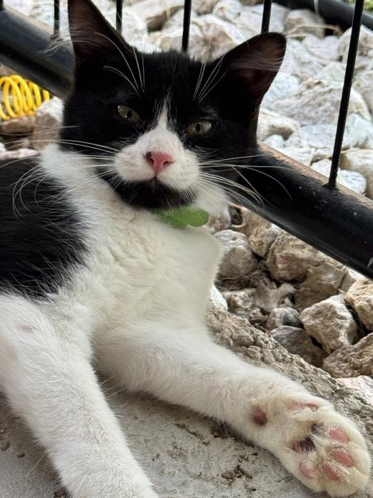 Enlarge Miss "Q, a Adoptable mixed breed in New Braunfels, TX image 6/6