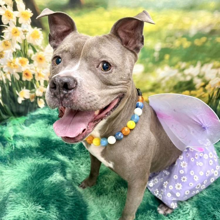 Hartley, Adoptable, Adult Female Pit Bull Terrier.