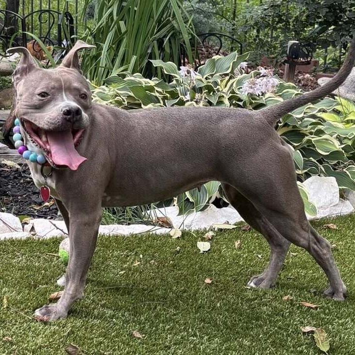 Hartley, a Adoptable Pit Bull Terrier in Wichita, KS image 2/6