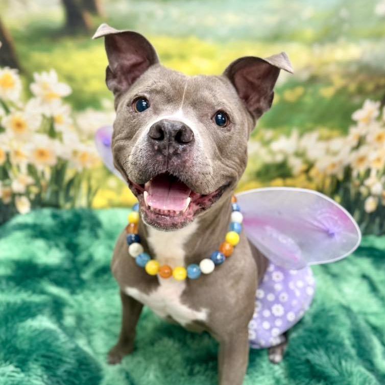 Hartley, a Adoptable Pit Bull Terrier in Wichita, KS image 3/6