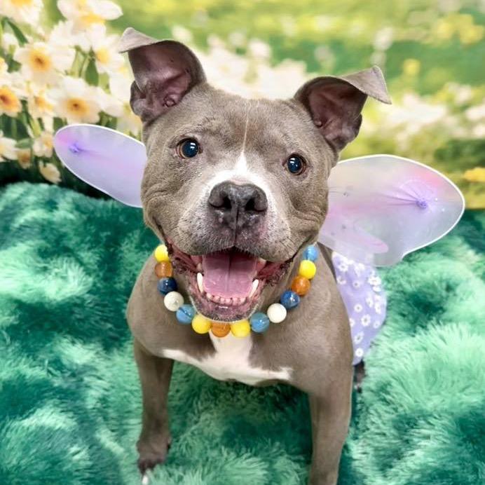 Hartley, a Adoptable Pit Bull Terrier in Wichita, KS image 4/6