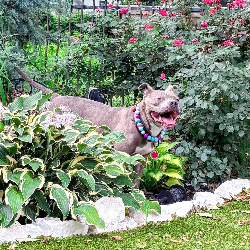 Hartley, a Adoptable Pit Bull Terrier in Wichita, KS image 6/6