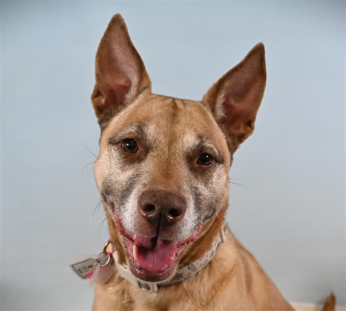 Enlarge CHELSEA, a Adoptable mixed breed in Loveland, CO image 1/1