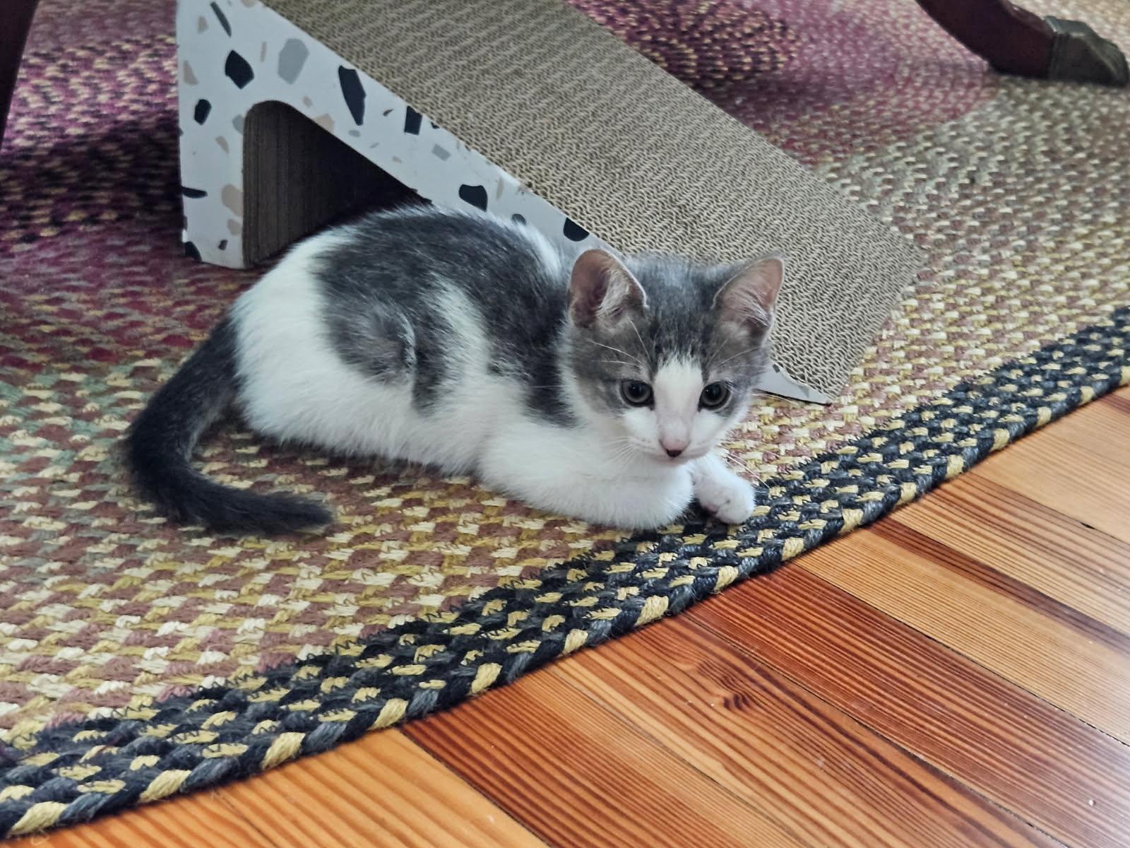 Enlarge Sadie, a Adoptable Domestic Short Hair in Seneca, SC image 3/4