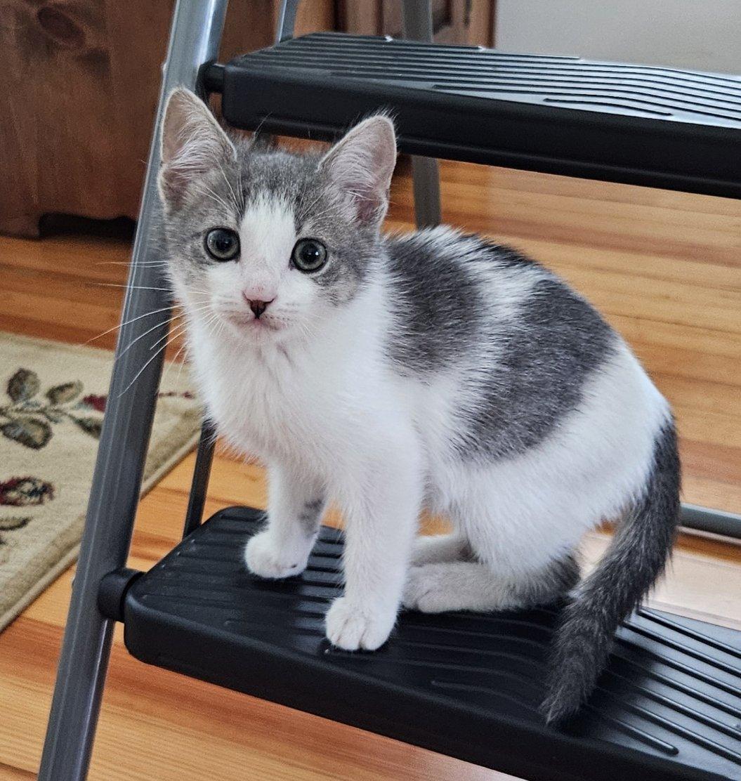 Sadie, Adoptable, Kitten Female Domestic Short Hair.