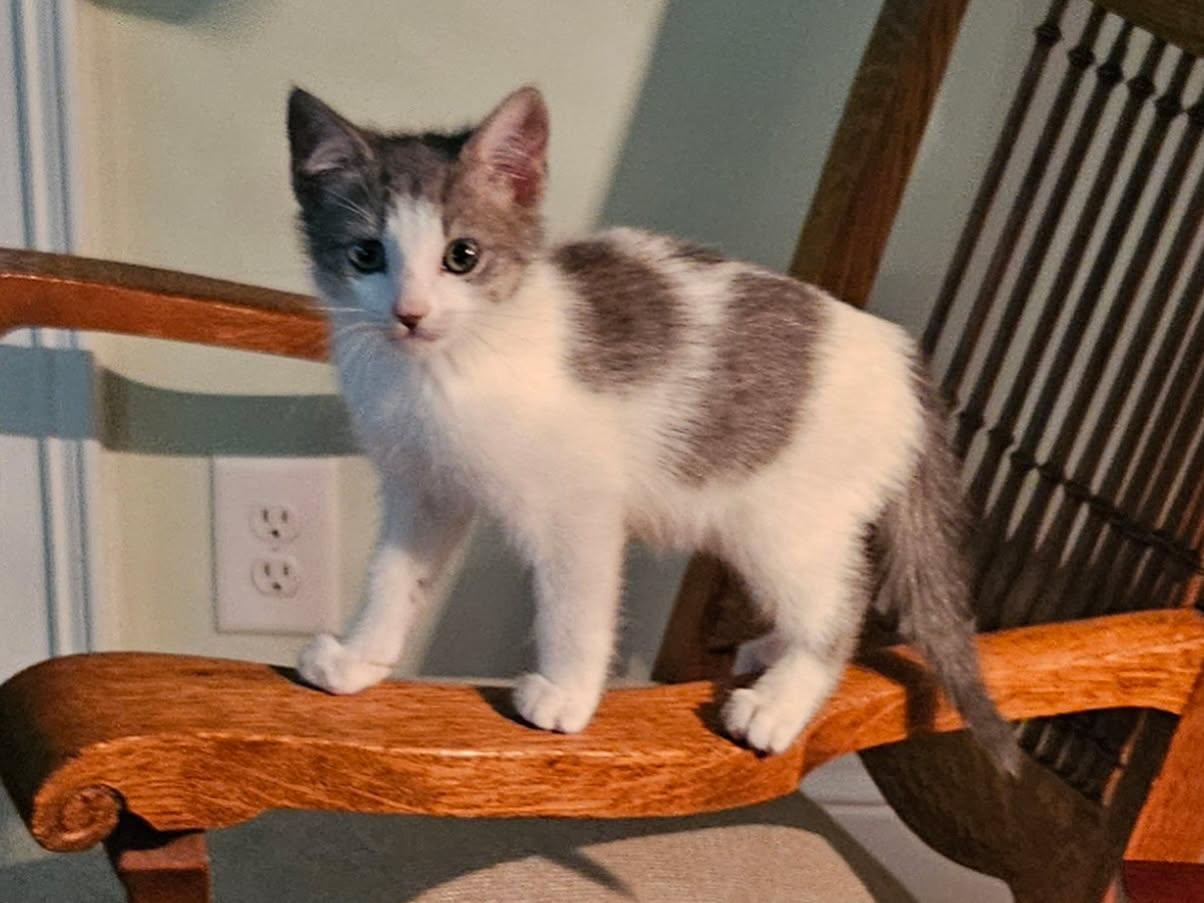 Enlarge Sadie, a Adoptable Domestic Short Hair in Seneca, SC image 2/4