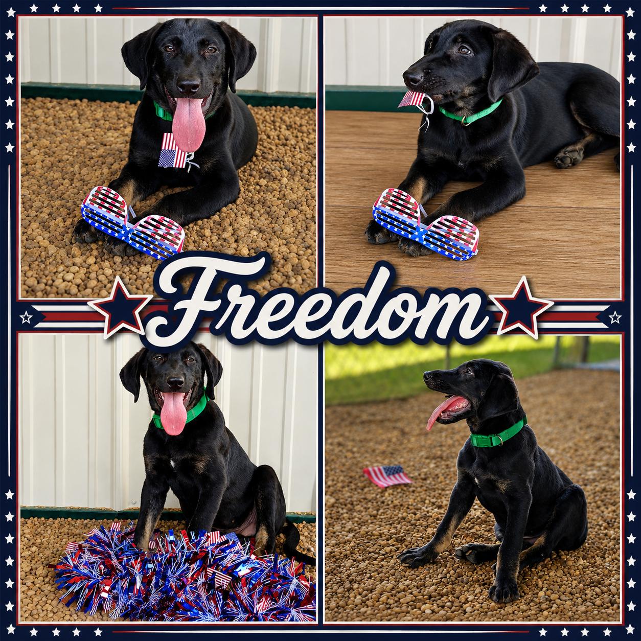 Enlarge Freedom, a ADOPTABLE mixed breed in Jackson, TN image 1/1