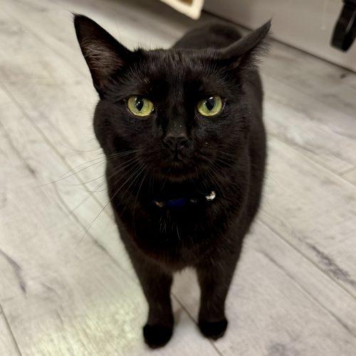 Enlarge Spirit, a Adoptable Domestic Short Hair in Knoxville, TN image 1/5