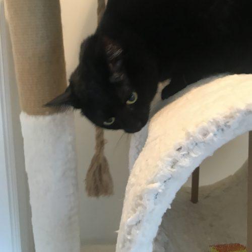 Enlarge Spirit, a Adoptable Domestic Short Hair in Knoxville, TN image 2/5