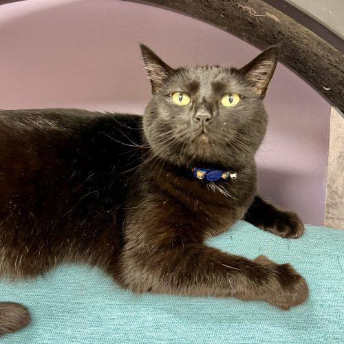 Enlarge Spirit, a Adoptable Domestic Short Hair in Knoxville, TN image 3/5