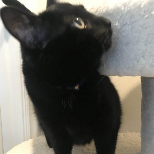 Enlarge Spirit, a Adoptable Domestic Short Hair in Knoxville, TN image 4/5