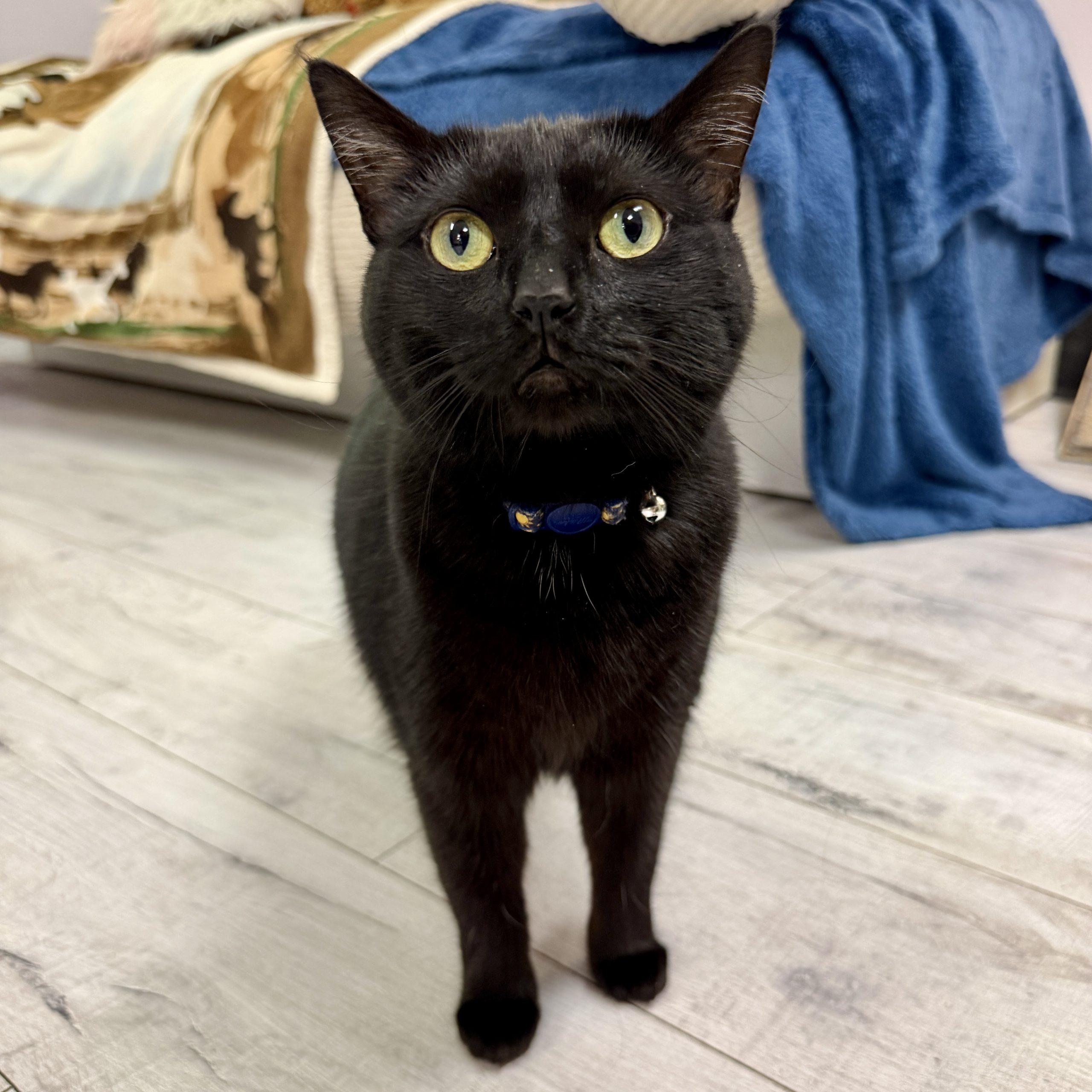 Enlarge Spirit, a Adoptable Domestic Short Hair in Knoxville, TN image 5/5