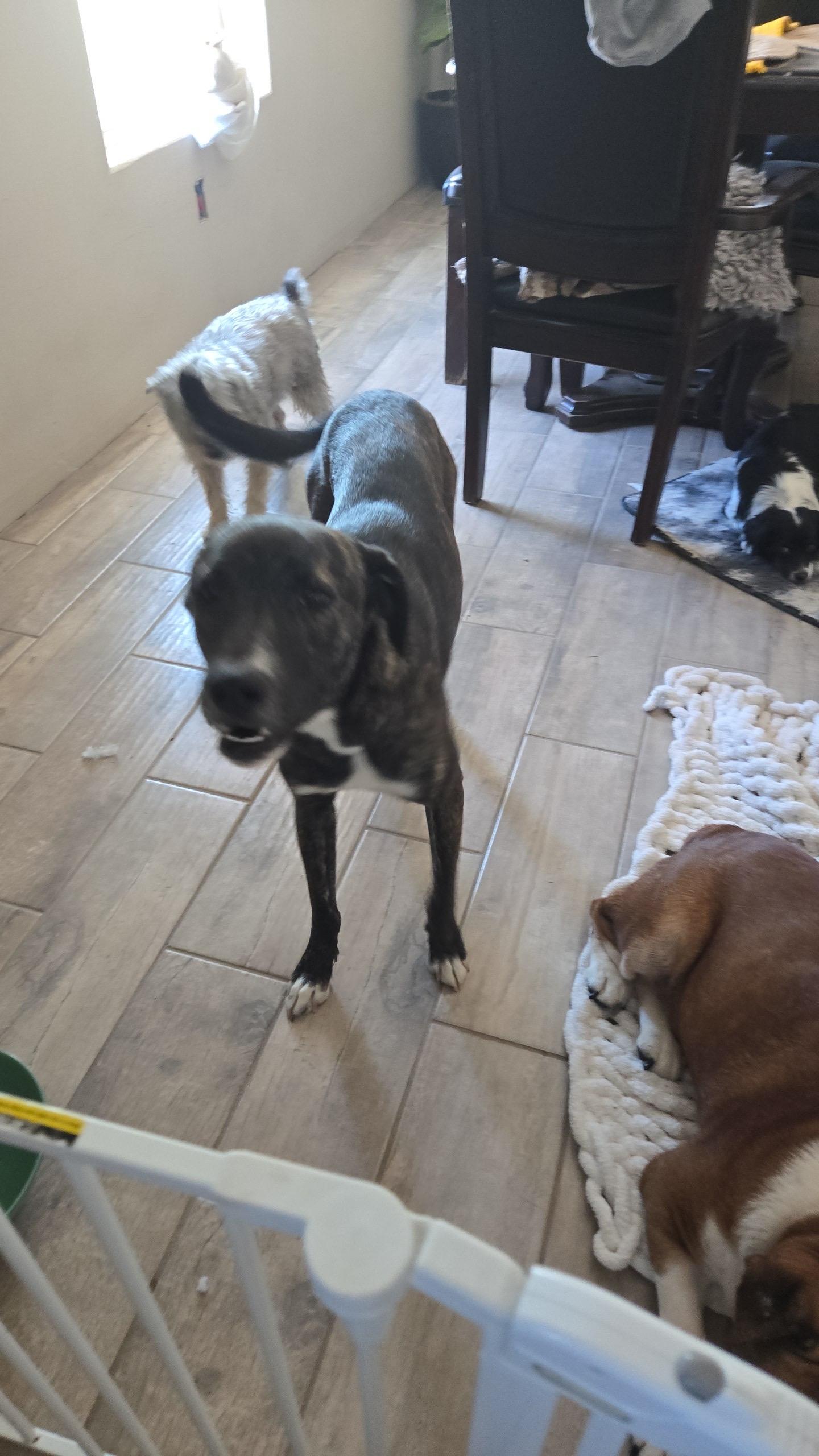 Enlarge Logan, a Adoptable mixed breed in Plano, TX image 6/6