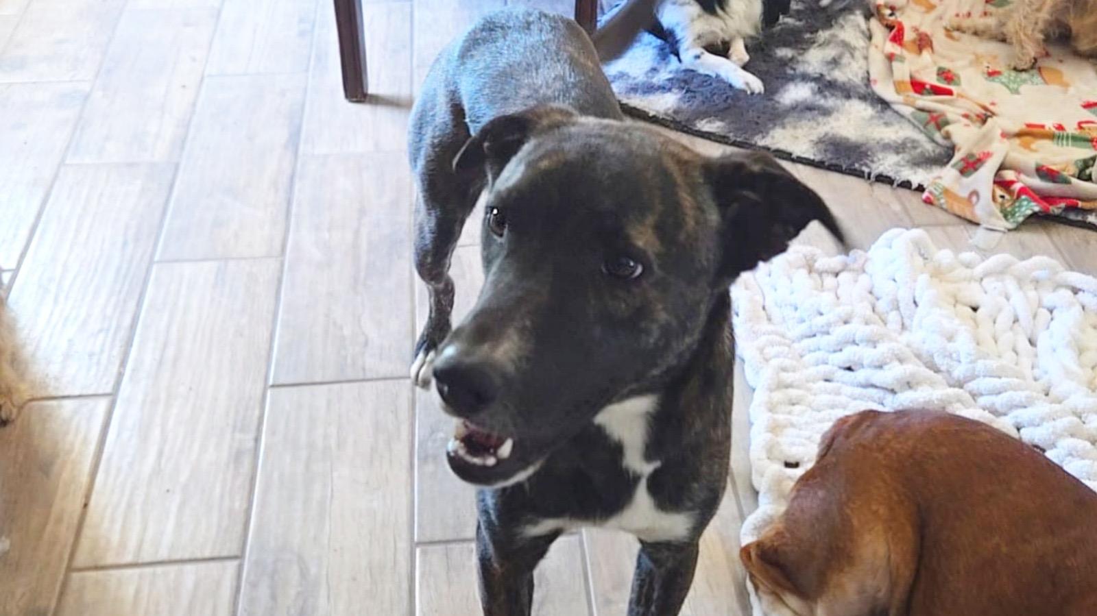 Enlarge Logan, a Adoptable mixed breed in Plano, TX image 1/6