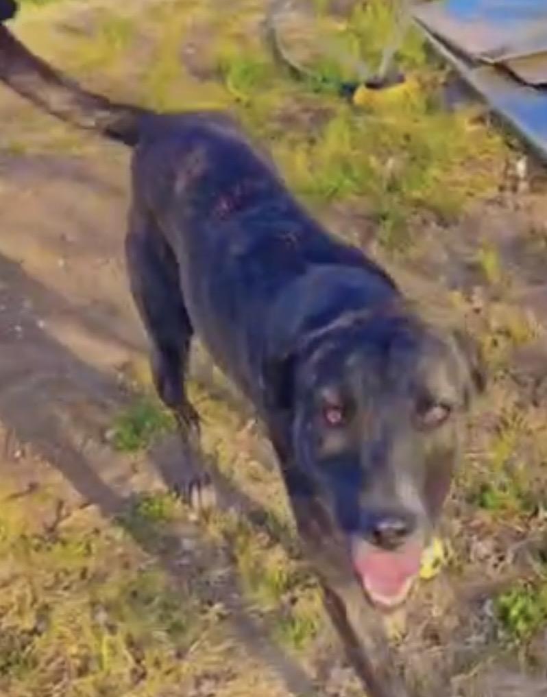 Enlarge Logan, a Adoptable mixed breed in Plano, TX image 5/6