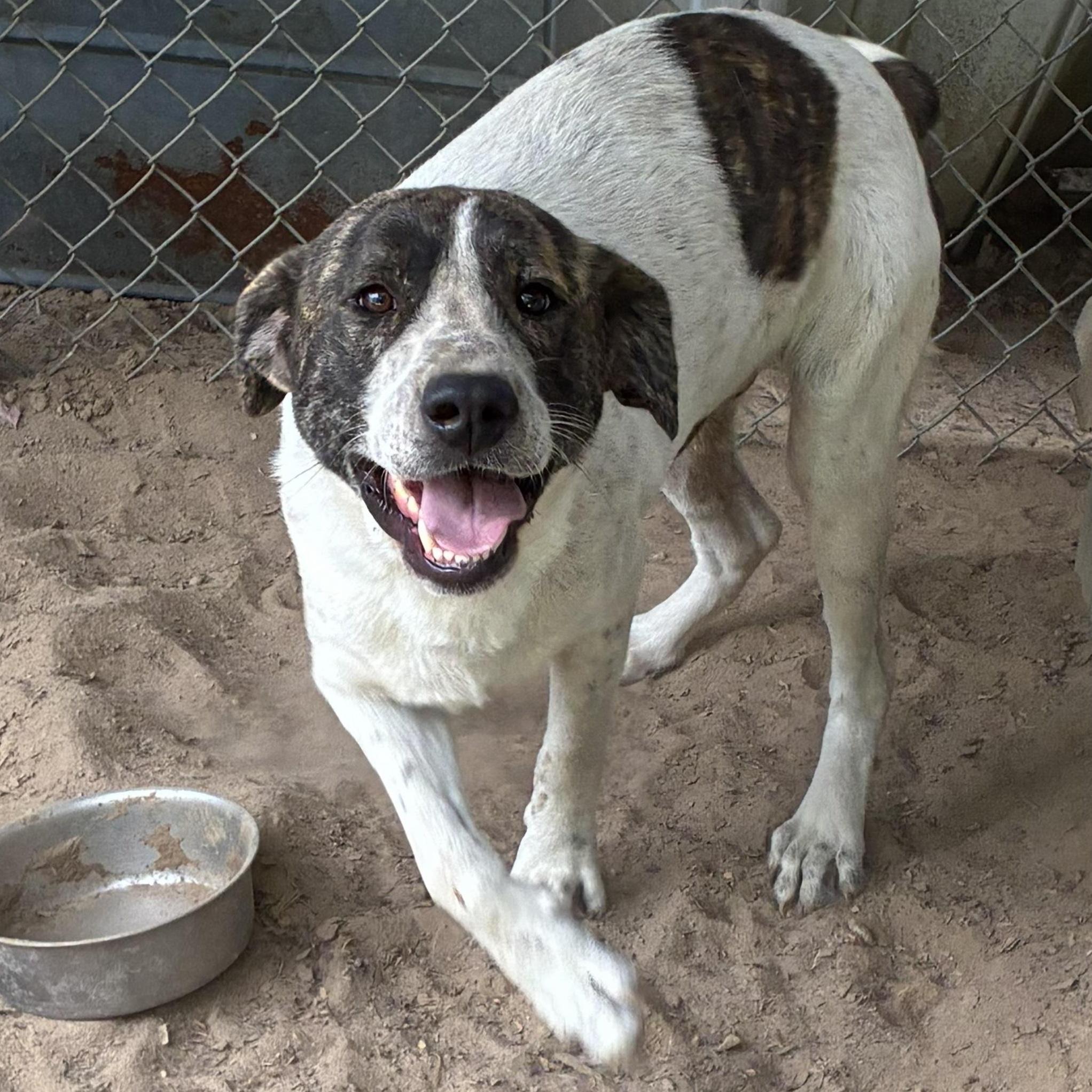 Sammy, Adoptable, Adult Male Great Pyrenees & Labrador Retriever.