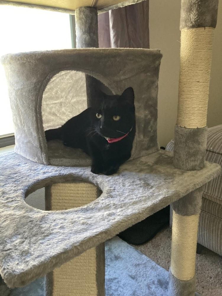 Sadie, Adoptable, Adult Female Domestic Short Hair.