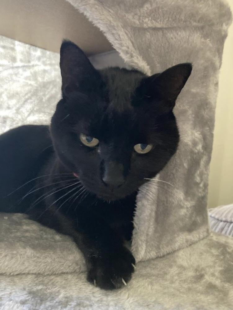 Enlarge Sadie, a Adoptable Domestic Short Hair in Ruskin, FL image 2/4