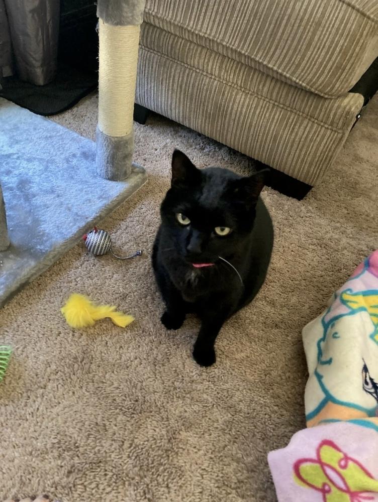 Enlarge Sadie, a Adoptable Domestic Short Hair in Ruskin, FL image 3/4