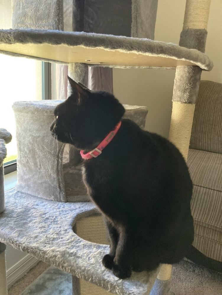 Enlarge Sadie, a Adoptable Domestic Short Hair in Ruskin, FL image 4/4