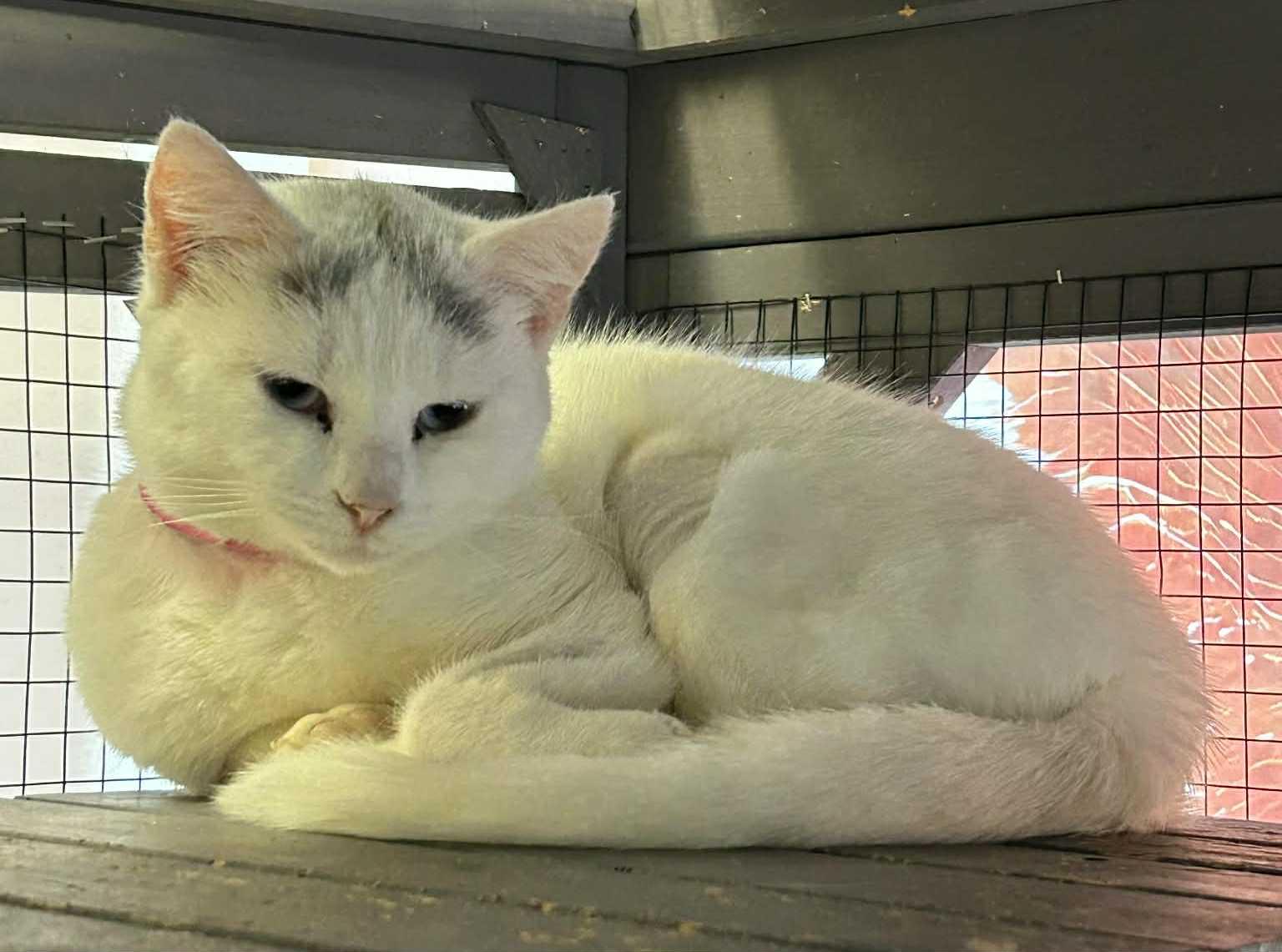 Enlarge YOLANDA, a Adopted Domestic Short Hair in Capshaw, AL image 1/3