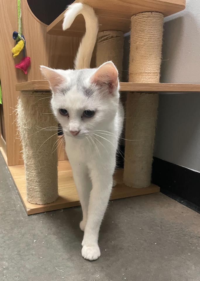 Enlarge YOLANDA, a Adopted Domestic Short Hair in Capshaw, AL image 2/3