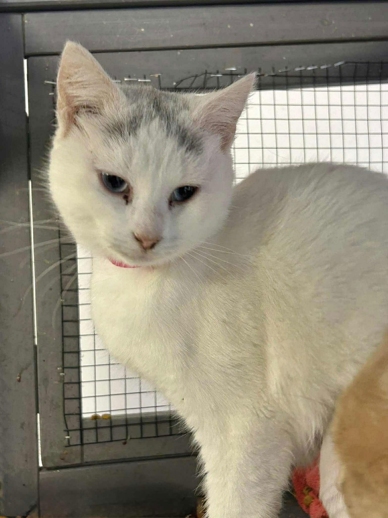 Enlarge YOLANDA, a Adopted Domestic Short Hair in Capshaw, AL image 3/3