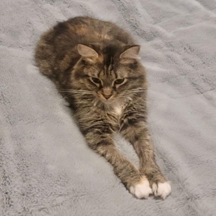 Bluebell, Adoptable, Adult Female Domestic Medium Hair.