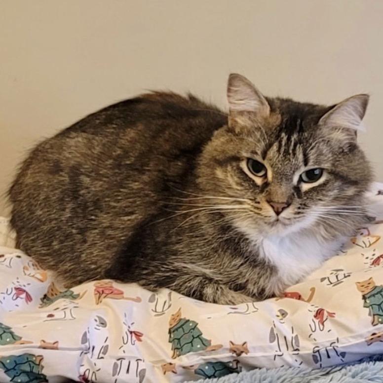 Enlarge Bluebell, a Adoptable Domestic Medium Hair in Woodstock, GA image 2/3