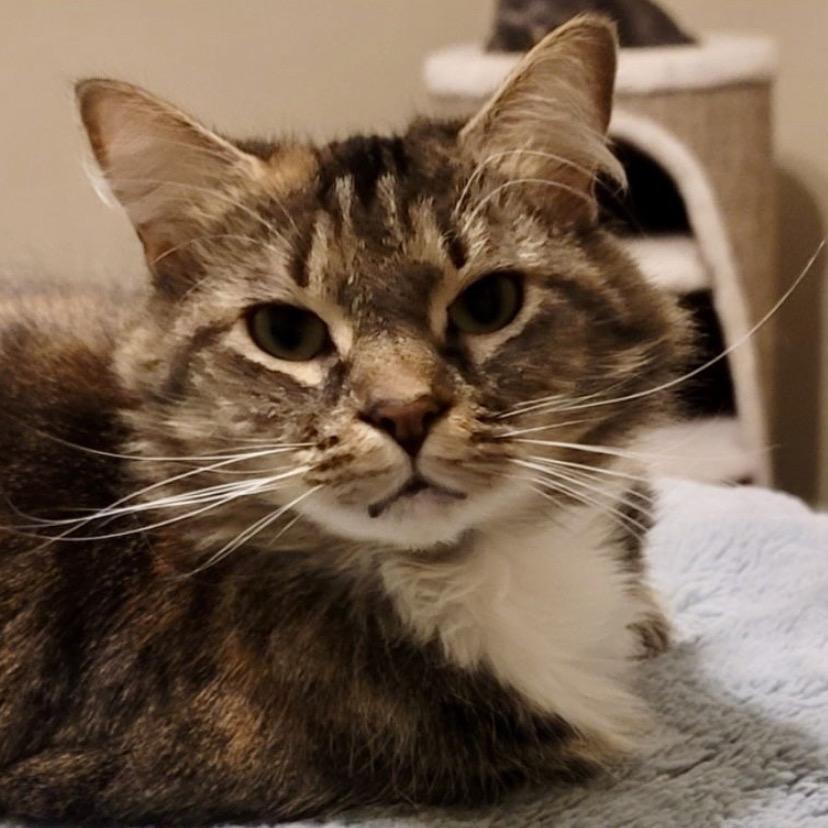 Enlarge Bluebell, a Adoptable Domestic Medium Hair in Woodstock, GA image 3/3