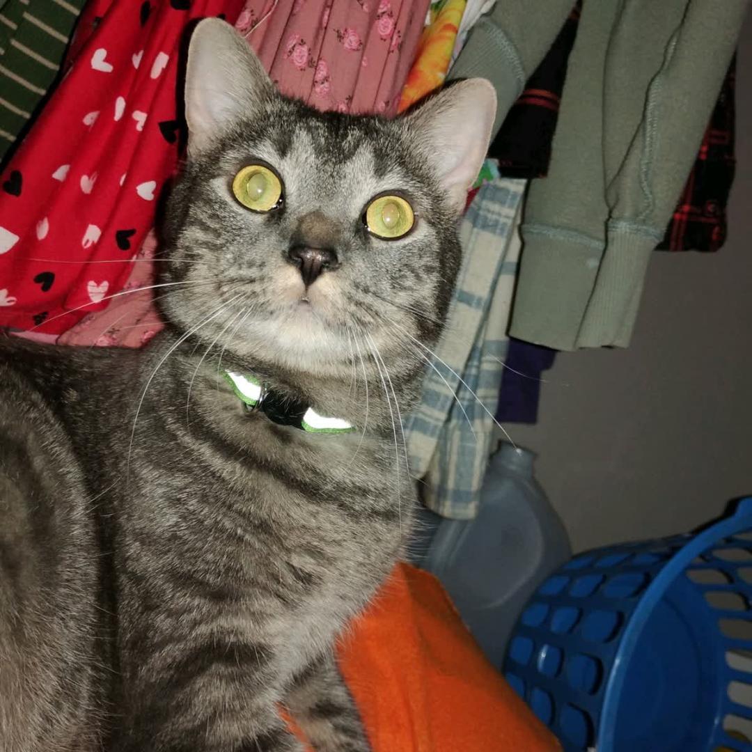 Enlarge Devereaux & Morrigan (Bonded), an adopted Domestic Short Hair in New Market, MN image 4/6