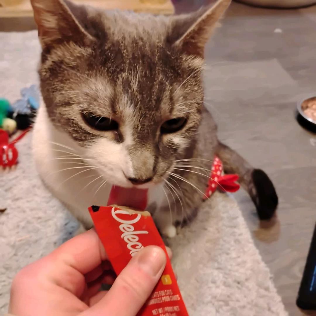 Enlarge Devereaux & Morrigan (Bonded), an adopted Domestic Short Hair in New Market, MN image 3/6