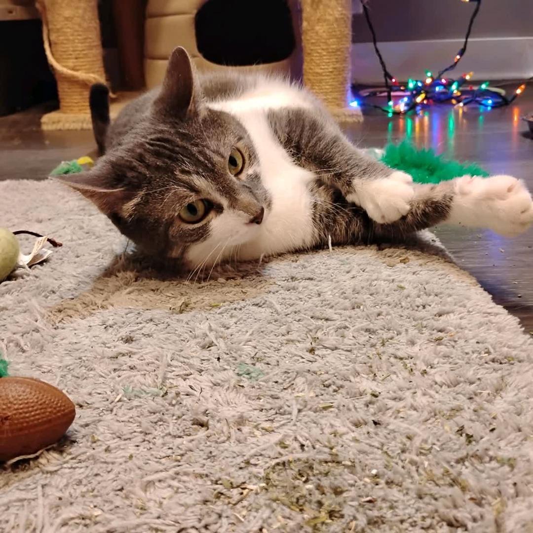 Enlarge Devereaux & Morrigan (Bonded), an adopted Domestic Short Hair in New Market, MN image 2/6