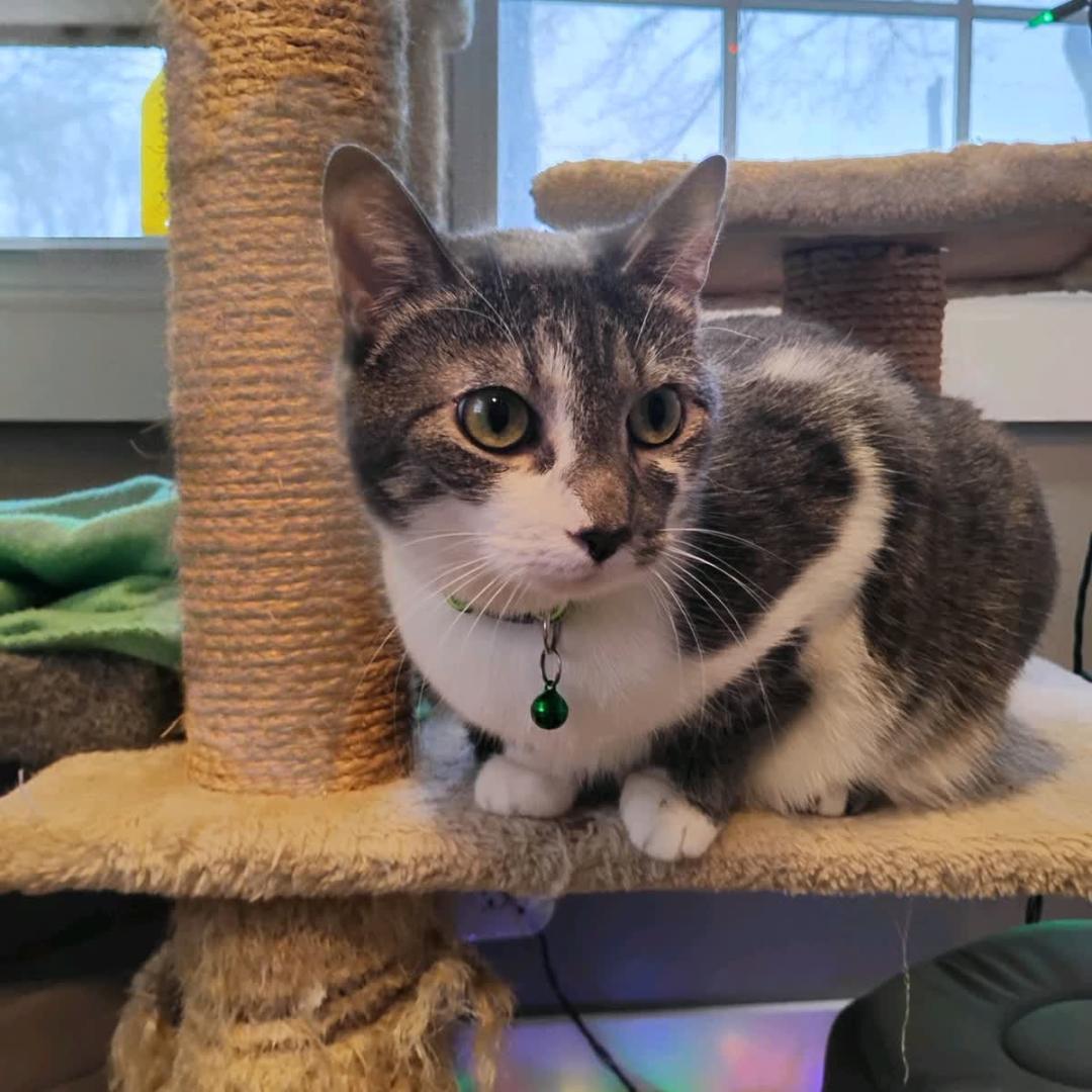 Enlarge Devereaux & Morrigan (Bonded), an adopted Domestic Short Hair in New Market, MN image 5/6