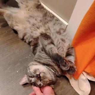 Enlarge Devereaux & Morrigan (Bonded), an adopted Domestic Short Hair in New Market, MN image 1/6