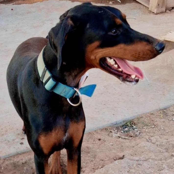 King, Adoptable, Young Male Doberman Pinscher.