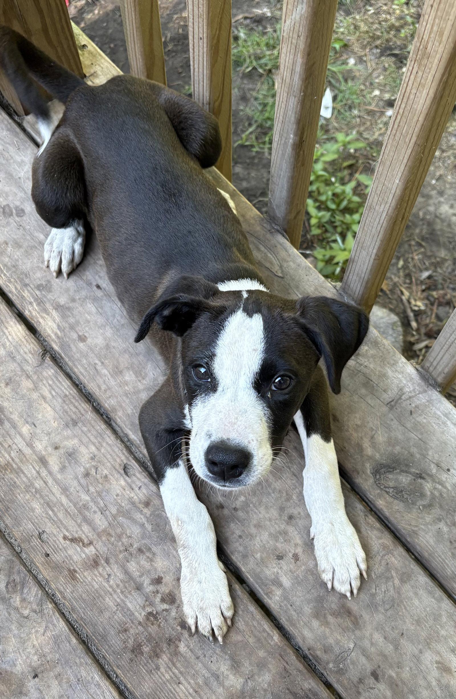 Charmander, Adoptable, Puppy Male Mixed Breed.