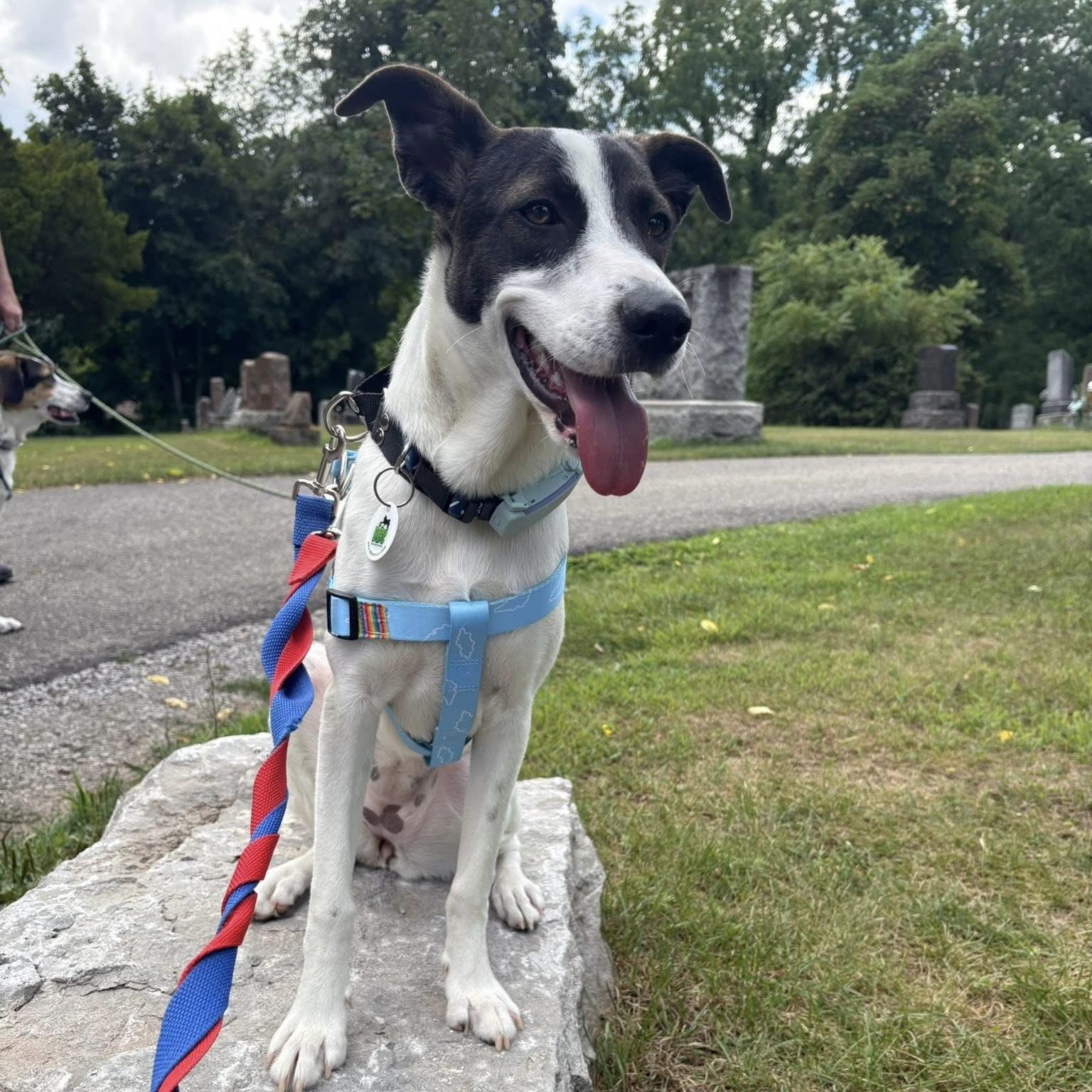 Zoe, Adoptable, Young Female Mixed Breed & Pointer.