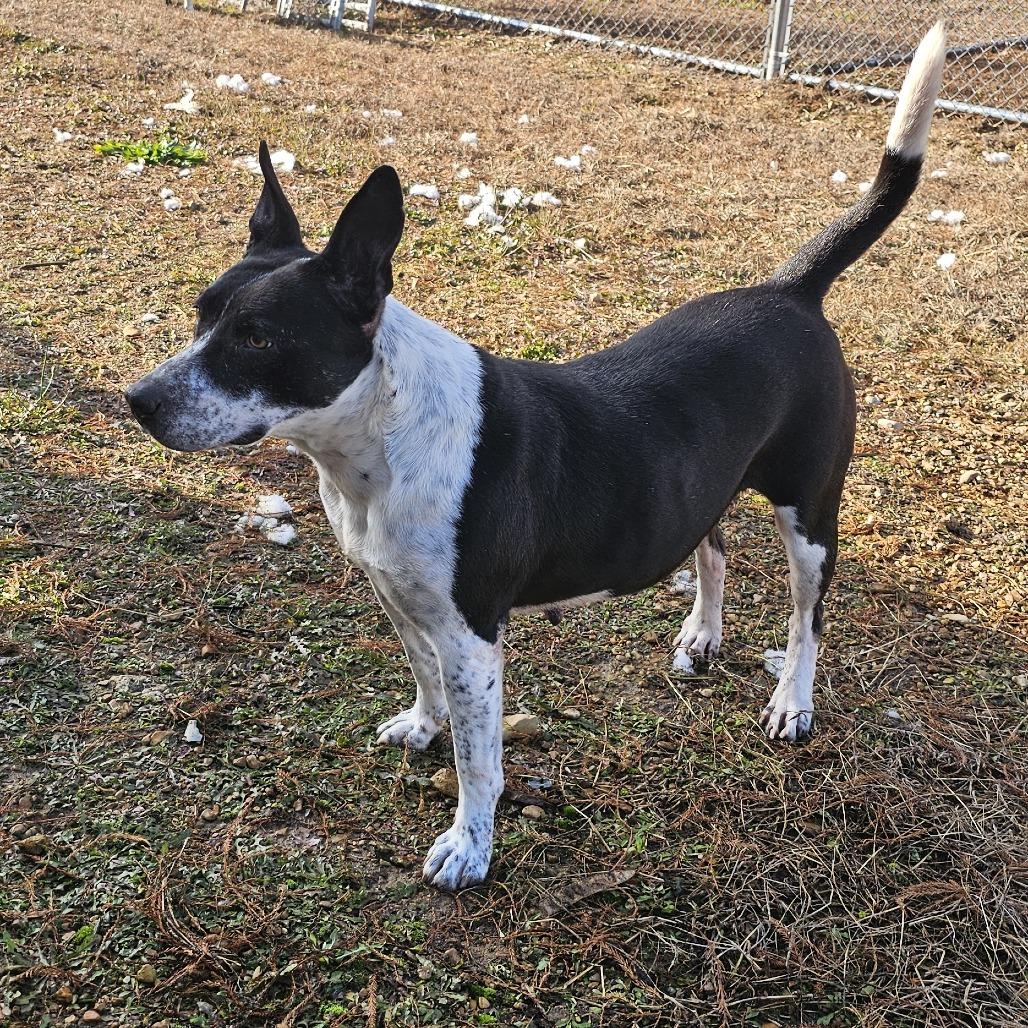 Enlarge Marsha 082701, a Adoptable mixed breed in Amory, MS image 1/2