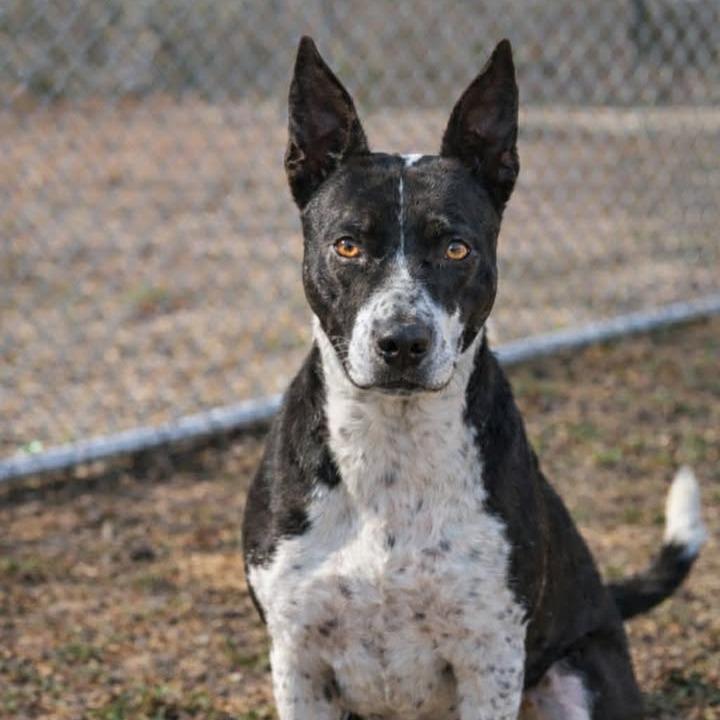 Enlarge Marsha 082701, a Adoptable mixed breed in Amory, MS image 2/3