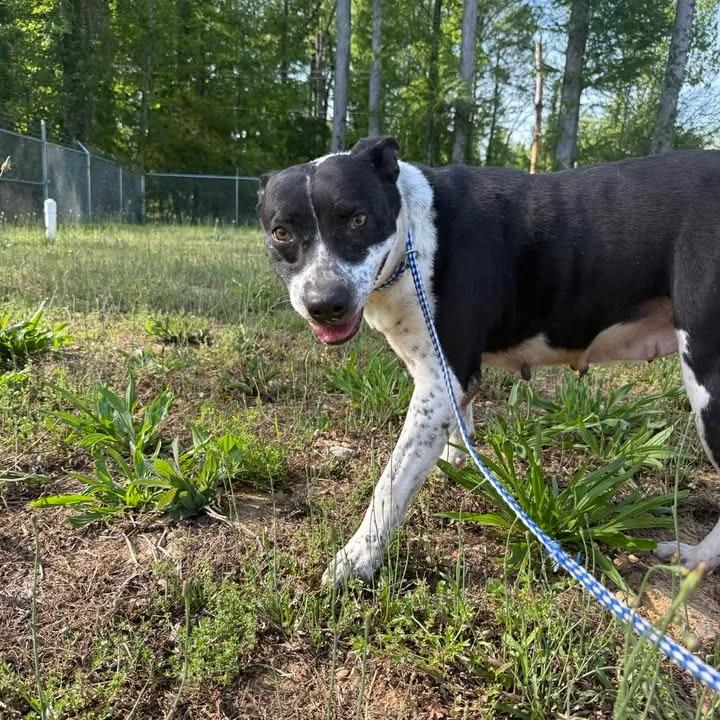 Enlarge Marsha 082701, a Adoptable mixed breed in Amory, MS image 3/6
