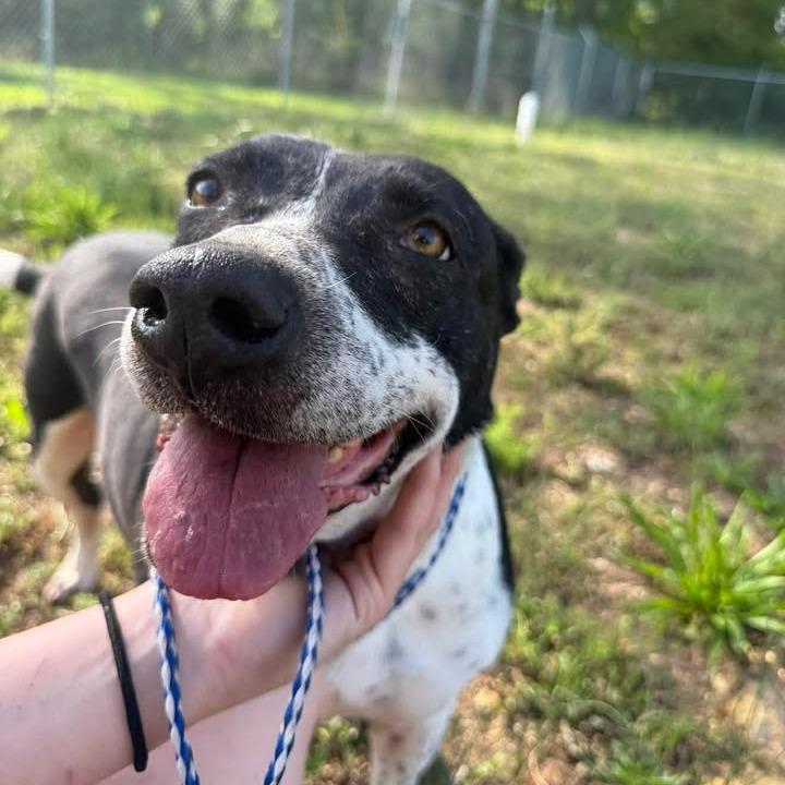 Enlarge Marsha 082701, a Adoptable mixed breed in Amory, MS image 4/6