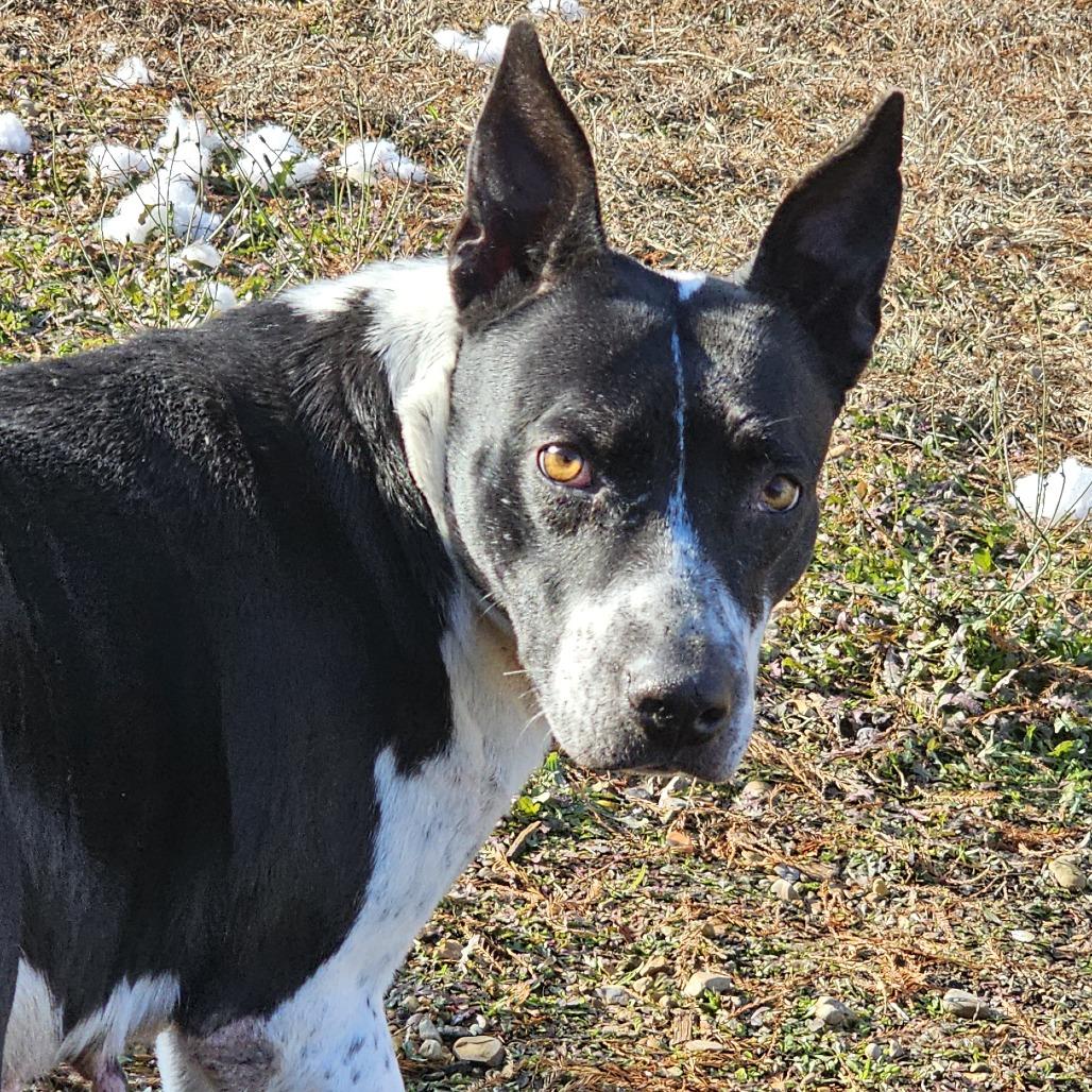 Enlarge Marsha 082701, a Adoptable mixed breed in Amory, MS image 2/2