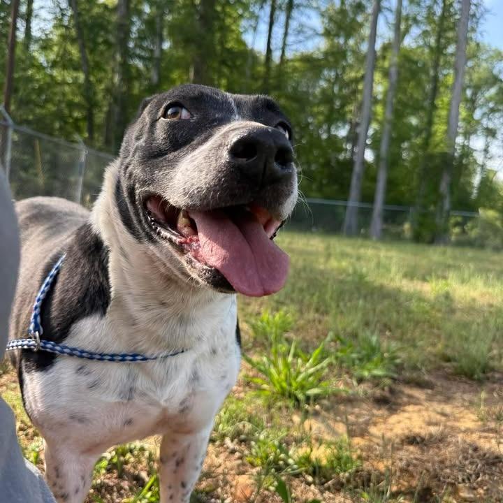 Enlarge Marsha 082701, a Adoptable mixed breed in Amory, MS image 6/6