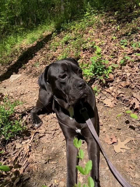 Enlarge Barklee, a Adoptable mixed breed in Cumming, GA image 2/6